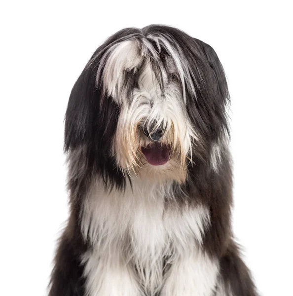 Bearded Collie tittar på kameran mot vit bakgrund — Stockfoto