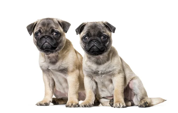 Pug filhote de cachorro sentado contra fundo branco — Fotografia de Stock