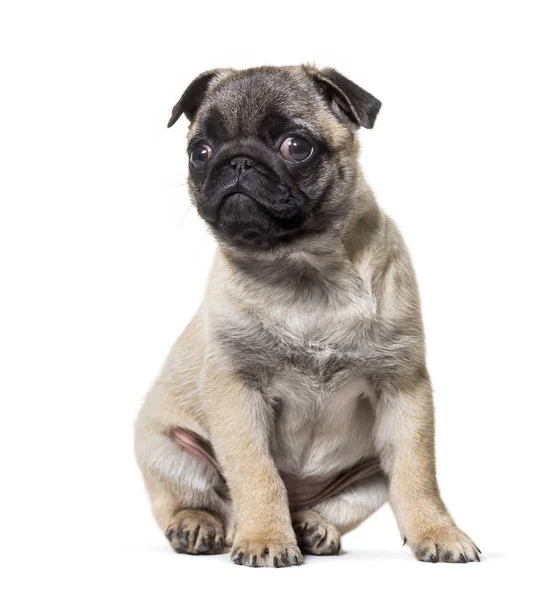 Pug filhote de cachorro sentado contra fundo branco — Fotografia de Stock