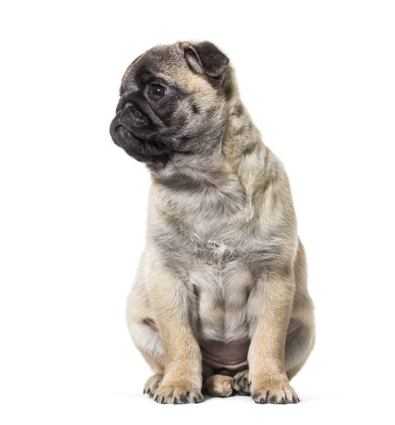 Pug filhote de cachorro sentado contra fundo branco — Fotografia de Stock