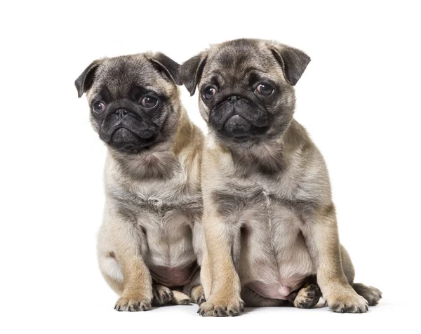 Pug valp sitter mot vit bakgrund — Stockfoto