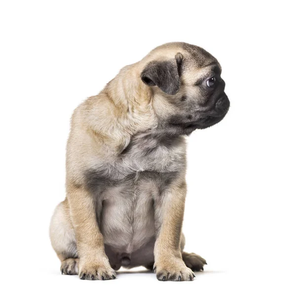 白い背景に座っているパグ子犬 — ストック写真