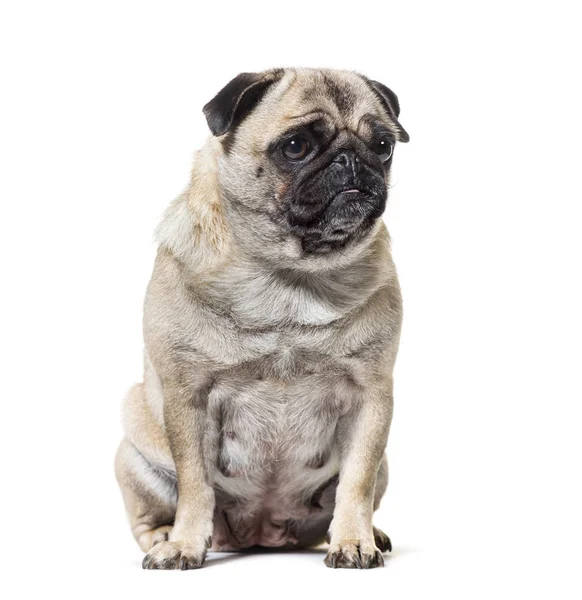 Vecchio cane carlino seduto sullo sfondo bianco — Foto Stock