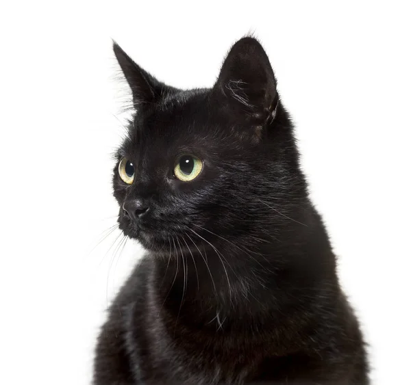 Mixed-breed cat against white background — Stock Photo, Image