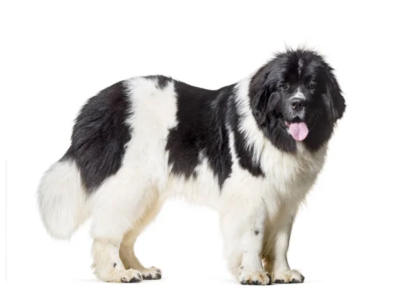 Newfoundland , 10 months old, standing against white background — Stock Photo, Image