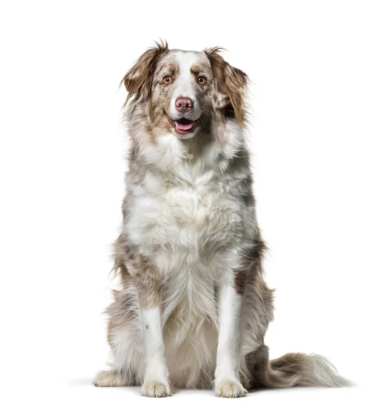 Border Collie , 2 years old, sitting against white background — Stock Photo, Image