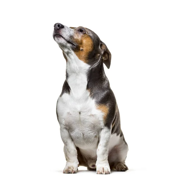 Jack Russell , 4 years old, sitting against white background — Stock Photo, Image