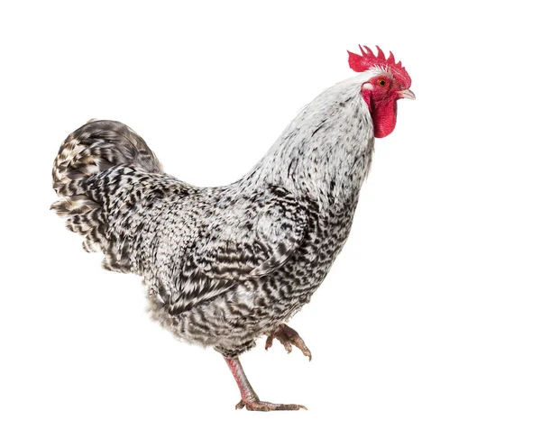 Chicken standing against white background — Stock Photo, Image