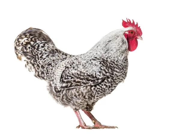 Pollo in piedi su sfondo bianco — Foto Stock