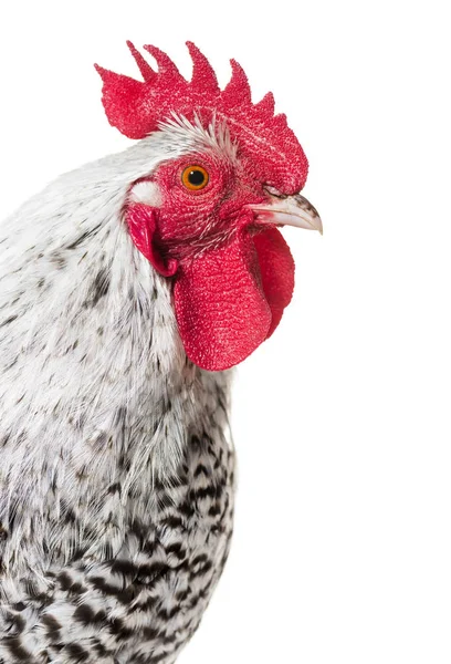 Kurczak patrząc na aparat na białym tle — Zdjęcie stockowe