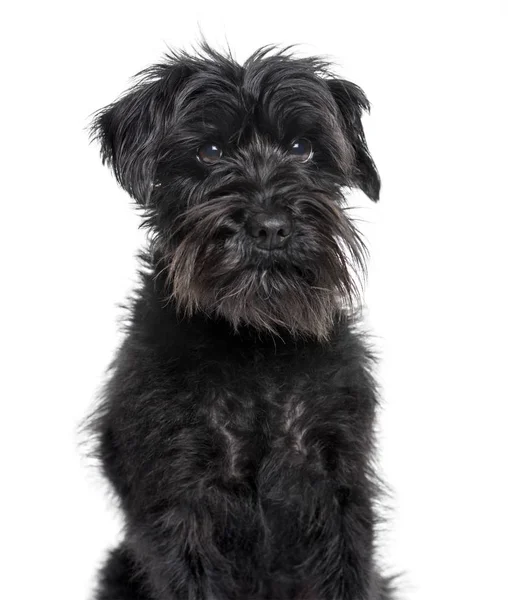 Schnauzer looking at camera against white background — Stock Photo, Image