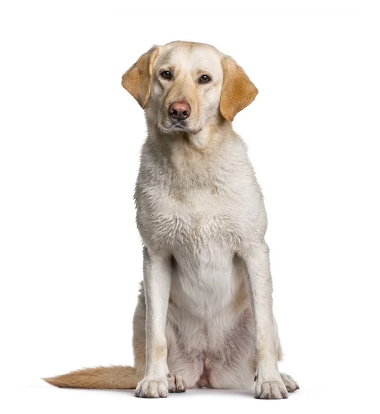 Labrador leült fehér háttér — Stock Fotó
