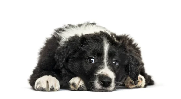 Border Collie looking at camera against white background — Stock Photo, Image