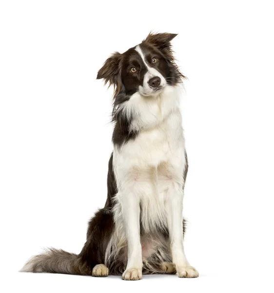 Border Collie zit tegen de witte achtergrond — Stockfoto