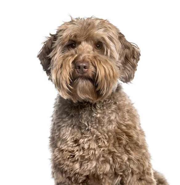 Labradoodle, 2 yıl, beyaz artalan karşı kamera bakıyor — Stok fotoğraf