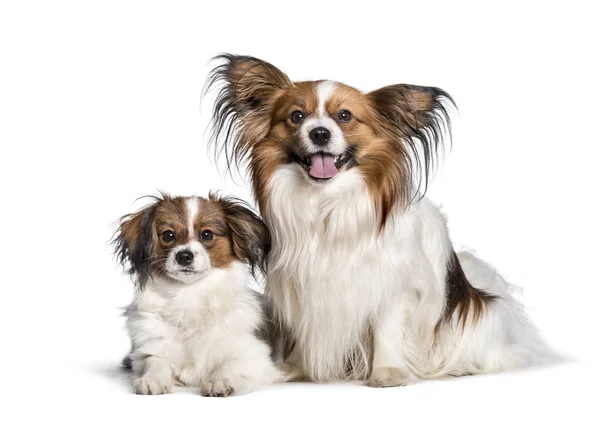 Собака и щенок смотрят в камеру на белом фоне — стоковое фото