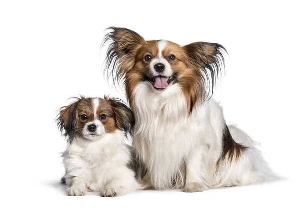 Mère chien et chiot regardant caméra sur fond blanc — Photo