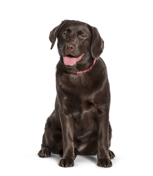 Labrador sitzt vor weißem Hintergrund — Stockfoto