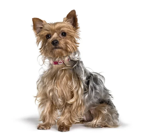 Yorkshire sitting against white background — Stock Photo, Image