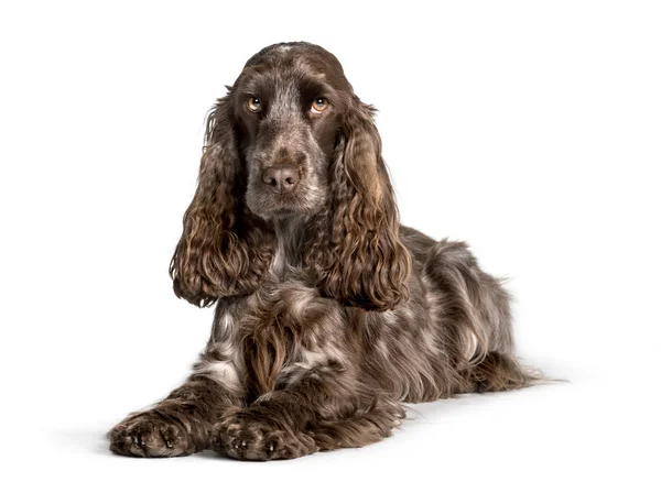 Cocker looking at camera against white background — Stock Photo, Image