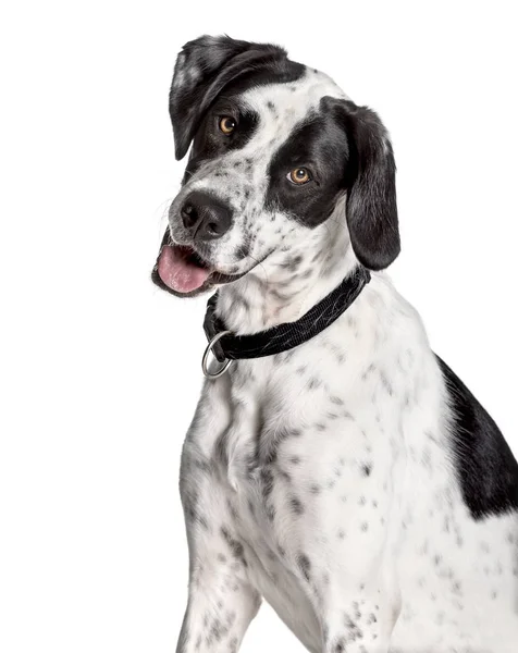 Dogo Argentino olhando para a câmera contra fundo branco — Fotografia de Stock