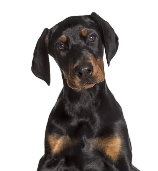 Doberman, 2 1/2 months, looking at camera against white backgrou — Stock Photo, Image