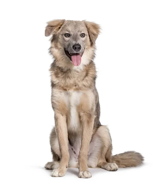 Panting Mixed-breed dog sitting against white background — Stock Photo, Image