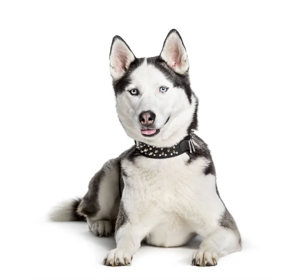 Siberian Husky looking at camera against white background — Stock Photo, Image