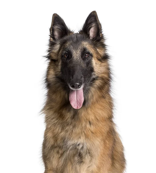 Tervuren mirando a la cámara contra el fondo blanco — Foto de Stock