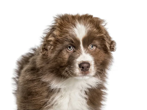 Australian Shepherd , 2 months, looking at camera against white — Stock Photo, Image