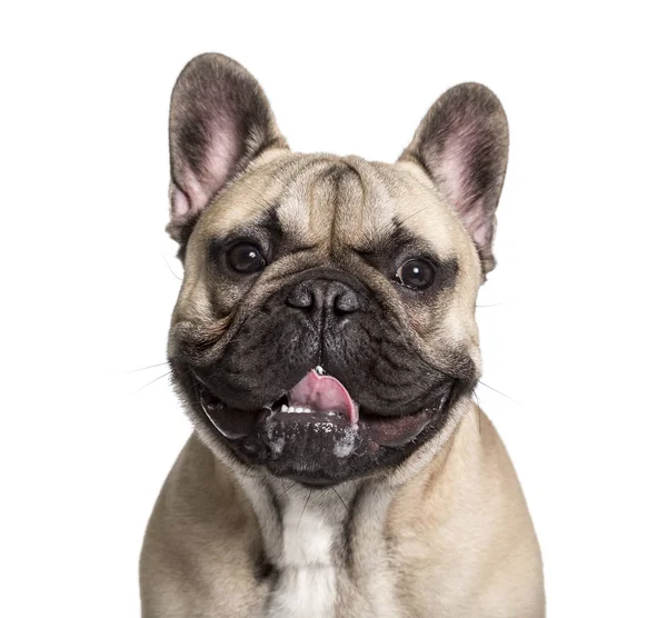 French Bulldog, 7 maanden, kijkend naar camera tegen witte backg — Stockfoto
