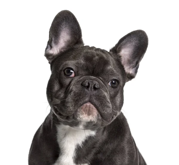 Bulldog francês, 7 meses, olhando para a câmera contra backgr branco — Fotografia de Stock