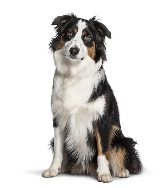 Australian Shepherd sitter mot vit bakgrund — Stockfoto