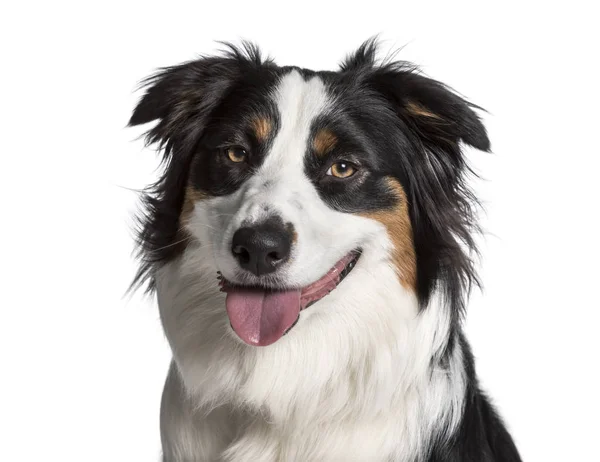 Australian Shepherd tittar på kameran mot vit bakgrund — Stockfoto