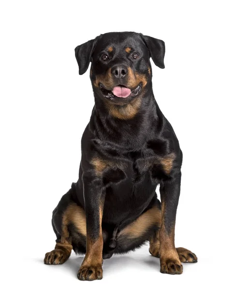 Rottweiler beyaz arka planda oturan — Stok fotoğraf