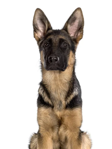 Schäferhund blickt vor weißem Hintergrund in die Kamera — Stockfoto