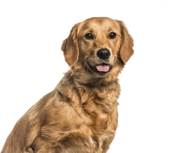 Golden Retriever , 10 months, looking at camera against white ba — Stock Photo, Image