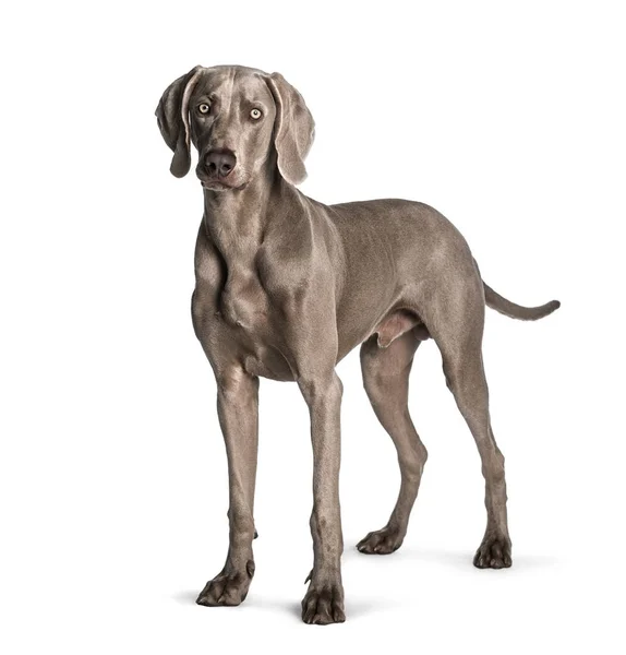 Weimaraner de pé contra fundo branco — Fotografia de Stock