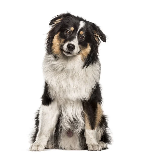 Australian Shepherd zittend tegen witte achtergrond — Stockfoto