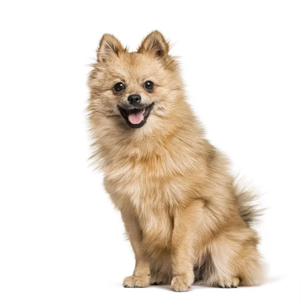 Pomeranian, 7months, sentado contra fundo branco — Fotografia de Stock