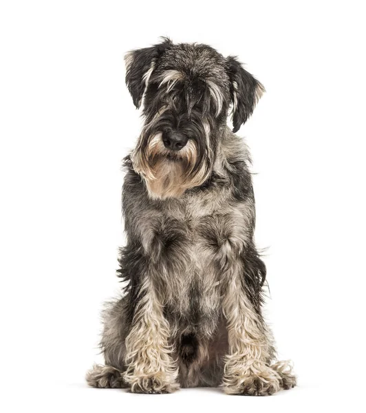 Standardní Schnauzer sedí proti Bílému pozadí — Stock fotografie