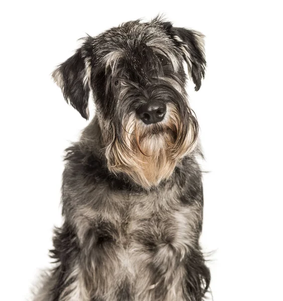 Standardní Schnauzer se dívá na kameru proti Bílému pozadí — Stock fotografie