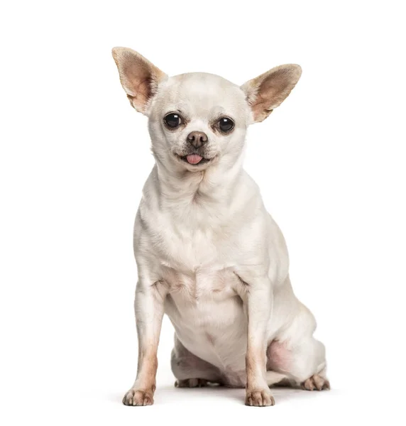 Chihuahua sitting against white background — Stock Photo, Image