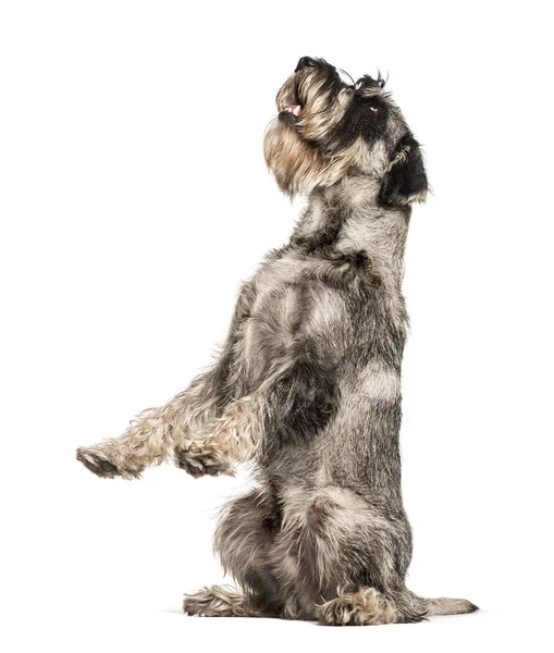 Standard Schnauzer sitting against white background — Stock Photo, Image