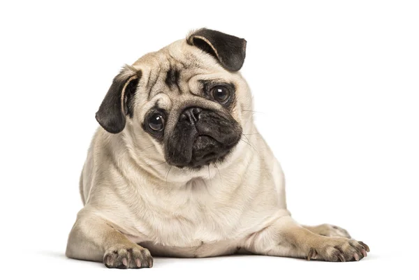 Pug looking at camera against white background — Stock Photo, Image
