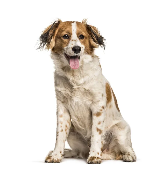 Panting Mixed-breed dog sitting against white background — Stock Photo, Image