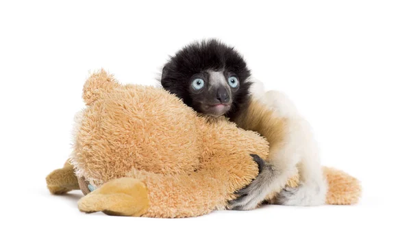 Soa, 4 meses, Coroado Sifaka, abraçando um brinquedo macio — Fotografia de Stock