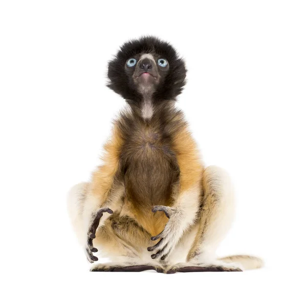 4 månader gammal baby krönt Sifaka sitter mot vitt — Stockfoto