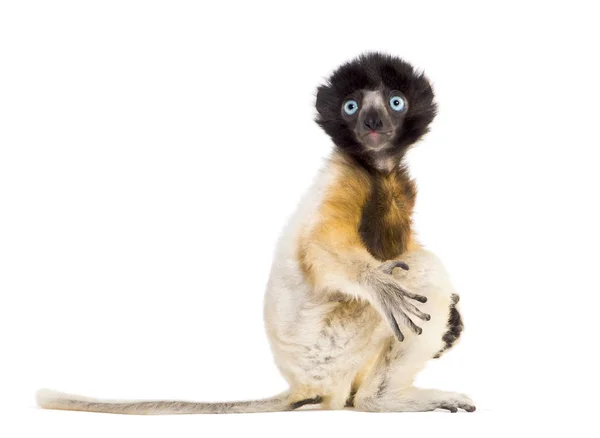 4 months old baby Crowned Sifaka sitting against white — Stock Photo, Image