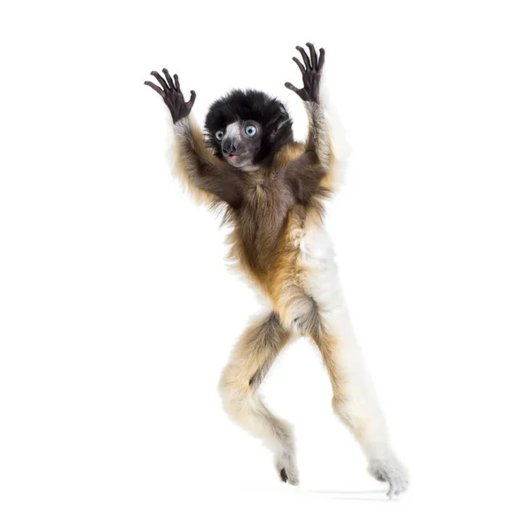 4 months old baby Crowned Sifaka jumping against white — Stock Photo, Image